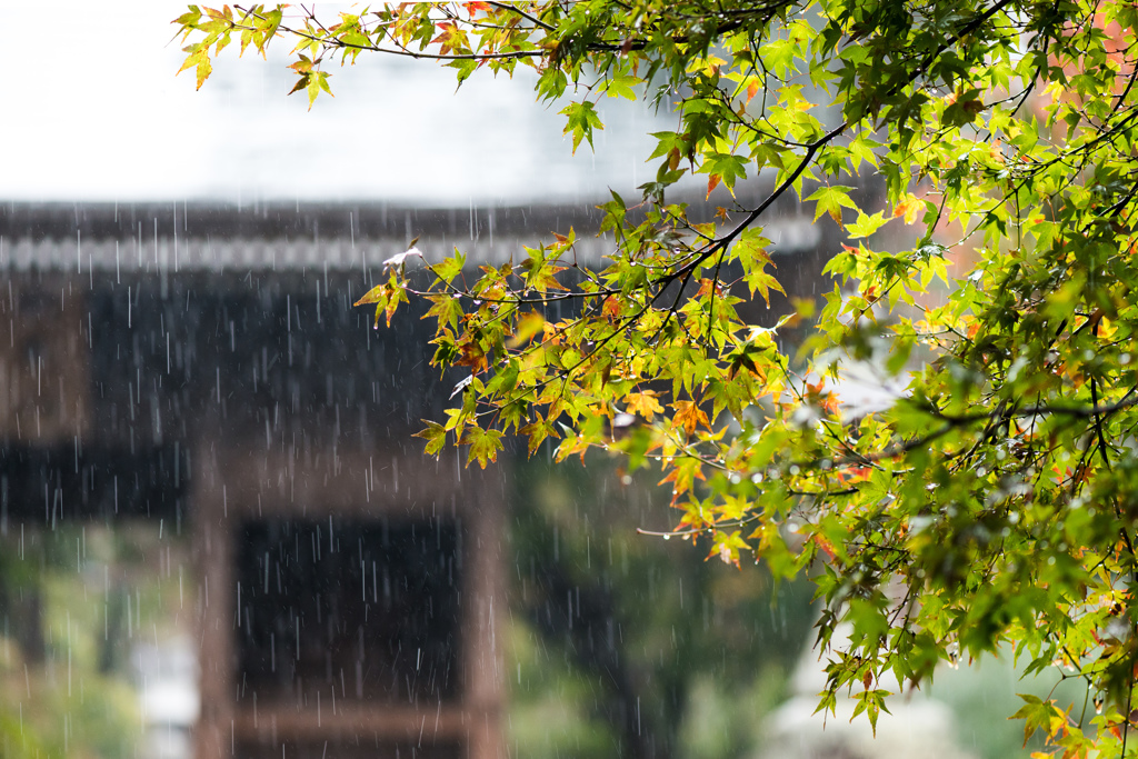 「雨煙る普門寺」