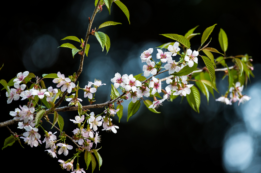 「普門寺のヒマラヤ桜」