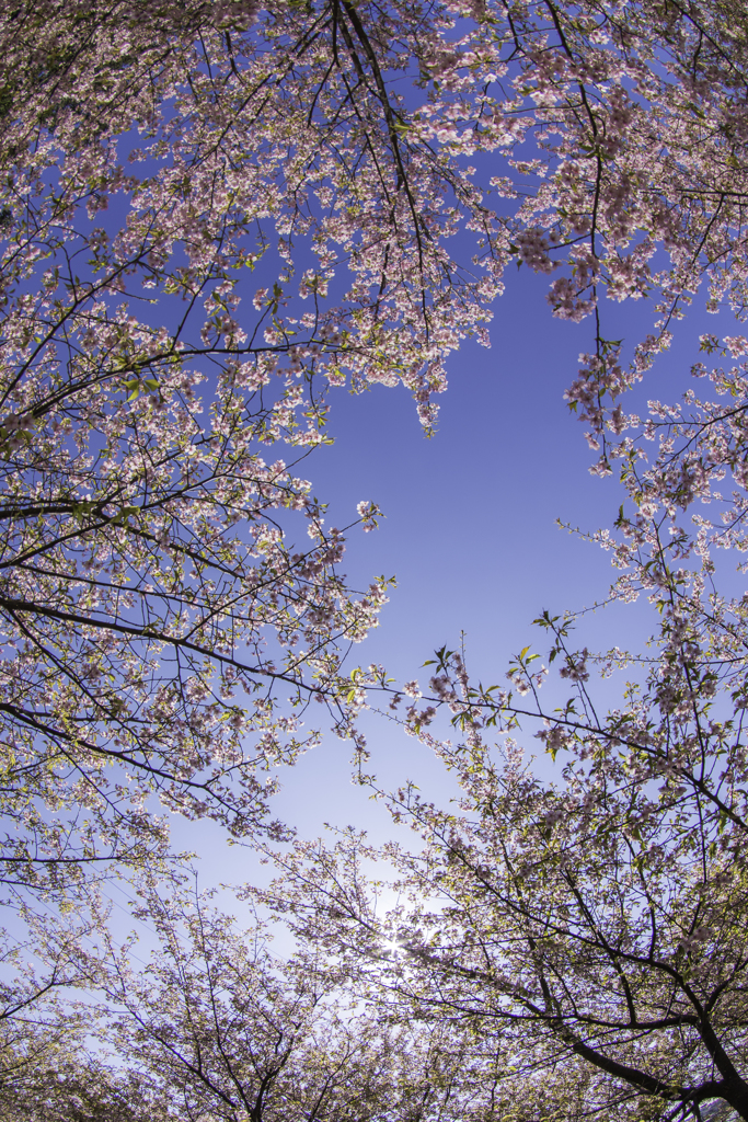 「桜空」
