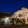 「SAKURA」