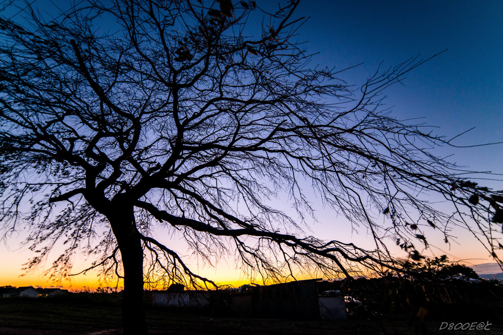 「夕澄」