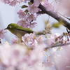 「春色賛歌」