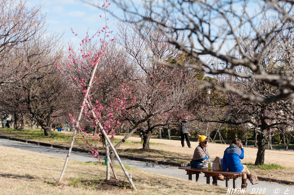 「花見日和」