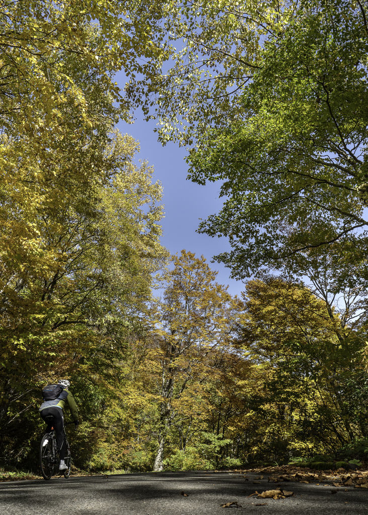 「有峰の紅葉」