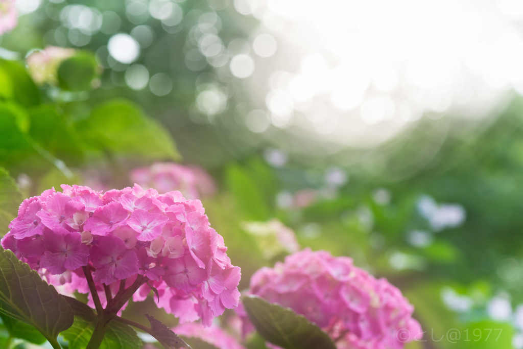 「梅雨の光」