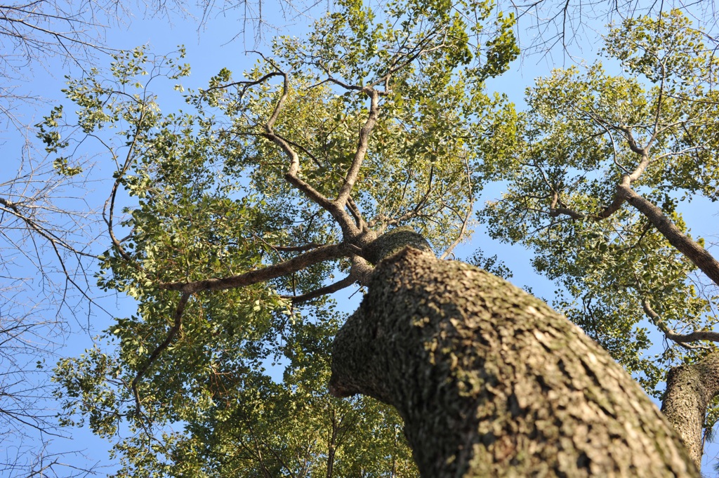 楠