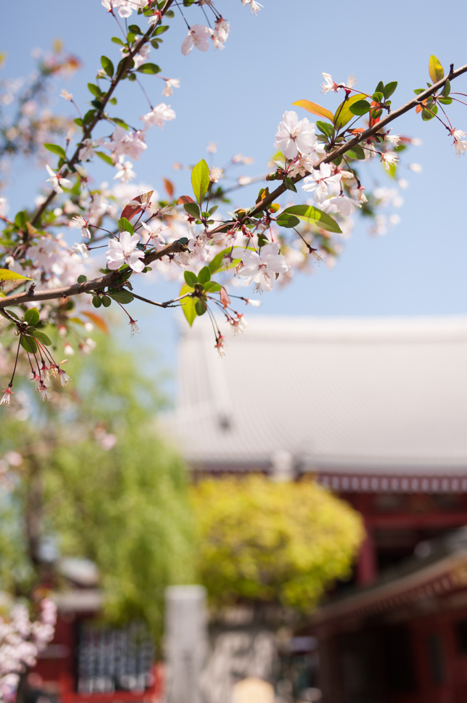 「桜～出会い～浅草寺」