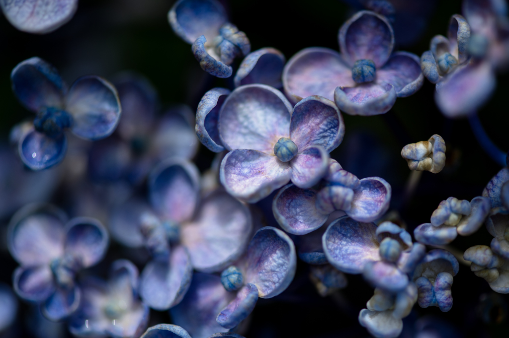 「紫陽花の深み」