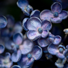 「紫陽花の深み」
