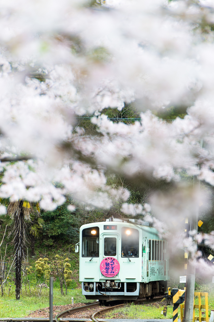 「桜色へ」