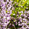 「藤に熊蜂」