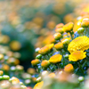 「flower charm」