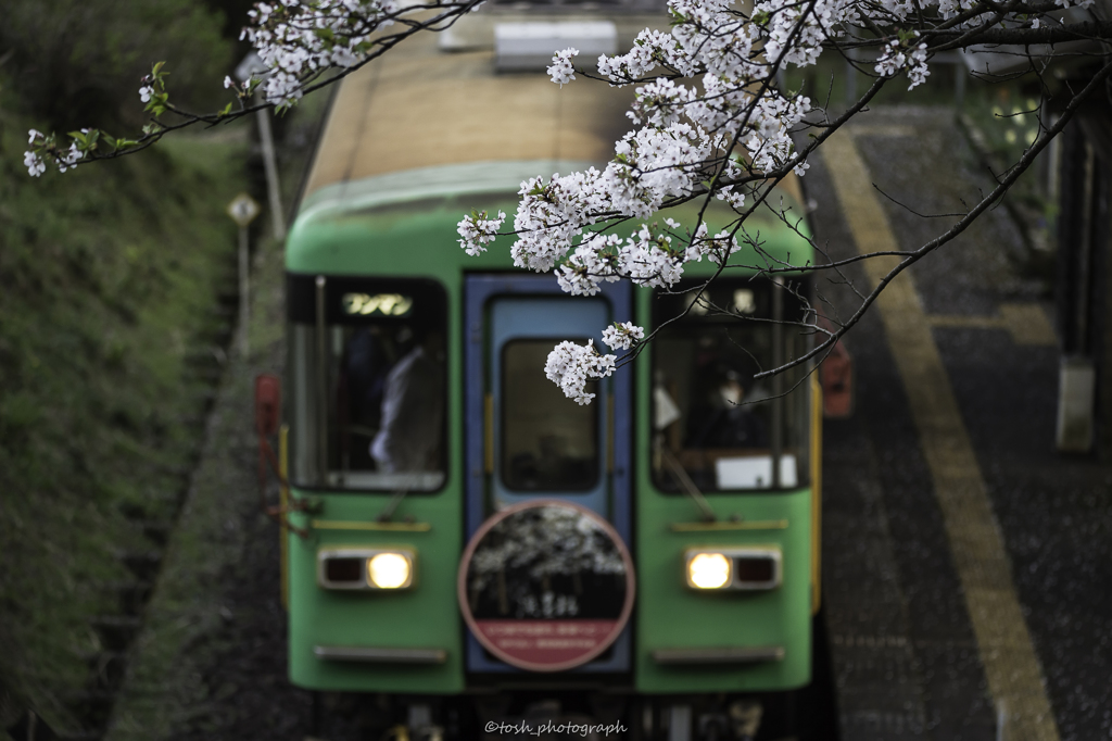 「桜の頃」