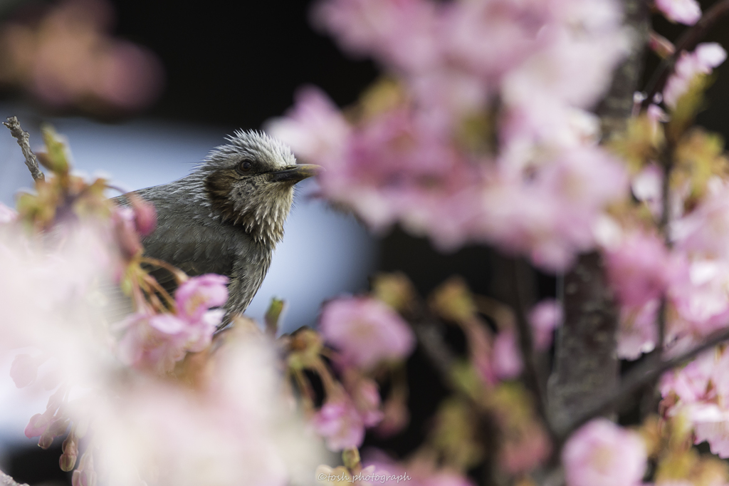 「春色ヒヨドリ」