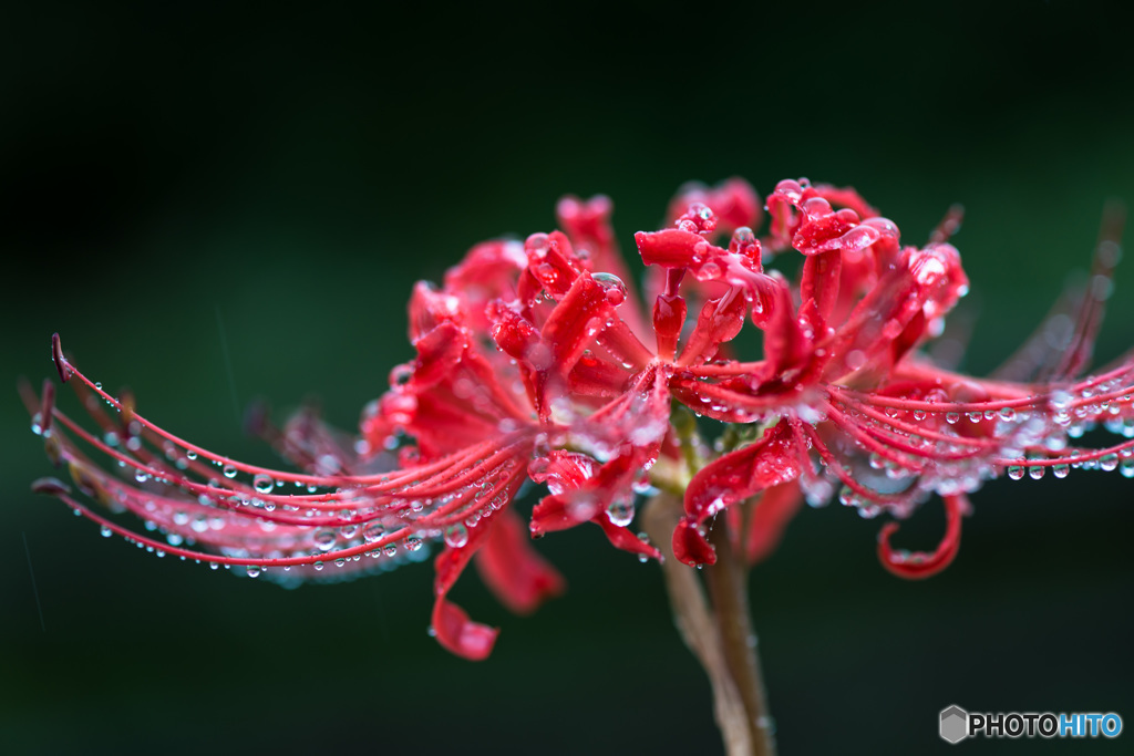 「ジュエリーな花」