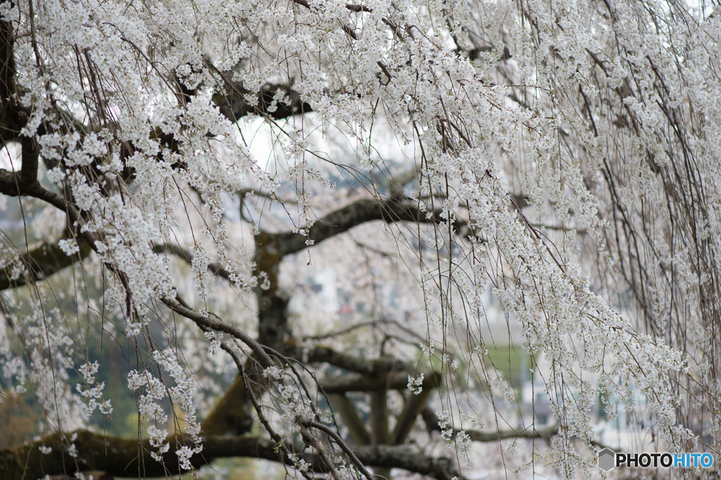 「奥山田枝垂れ桜　満開」