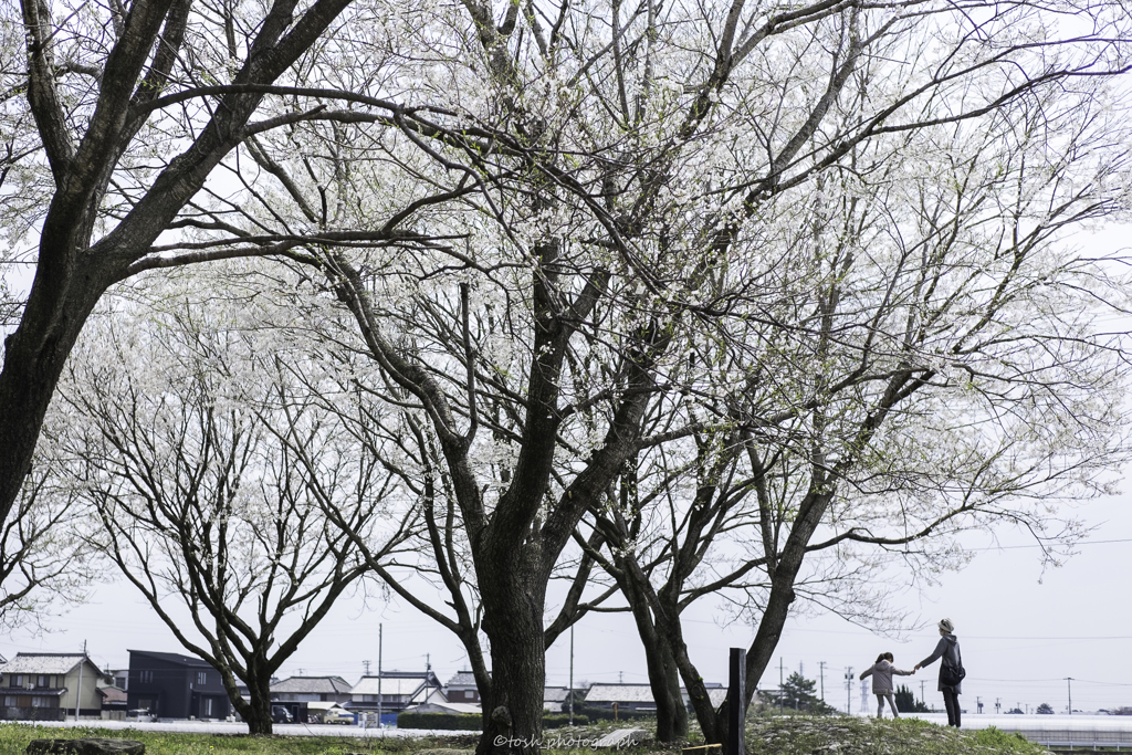 「桜日和」