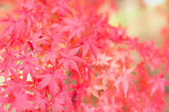 「最後の朱＃２紅の世界」