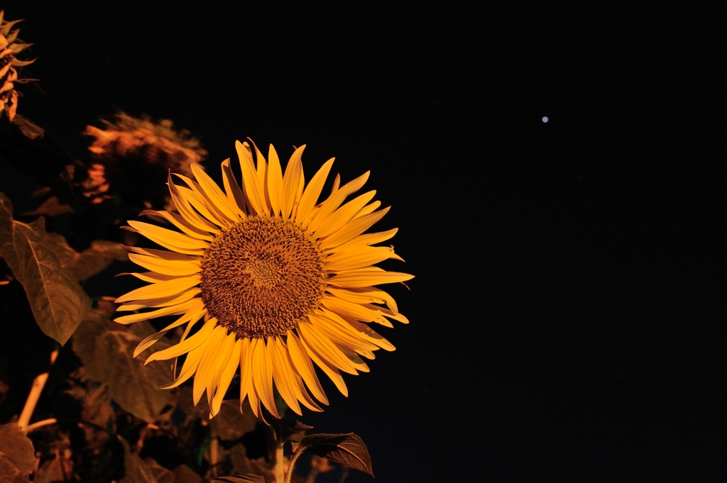 「星空のヒマワリ」