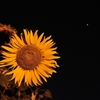 「星空のヒマワリ」