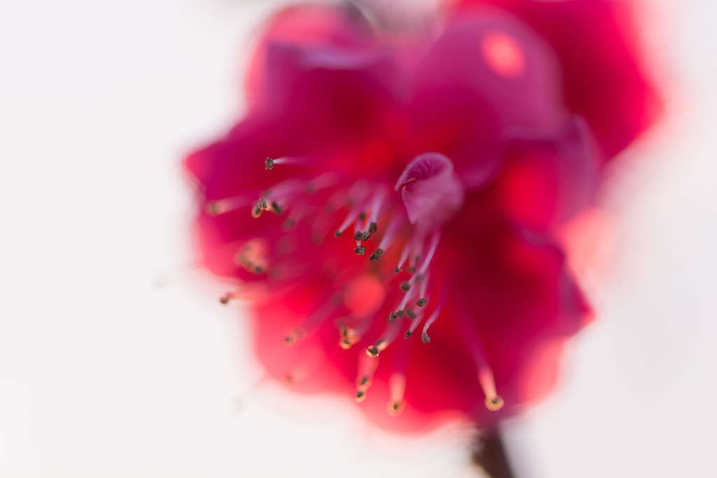 「紅梅」