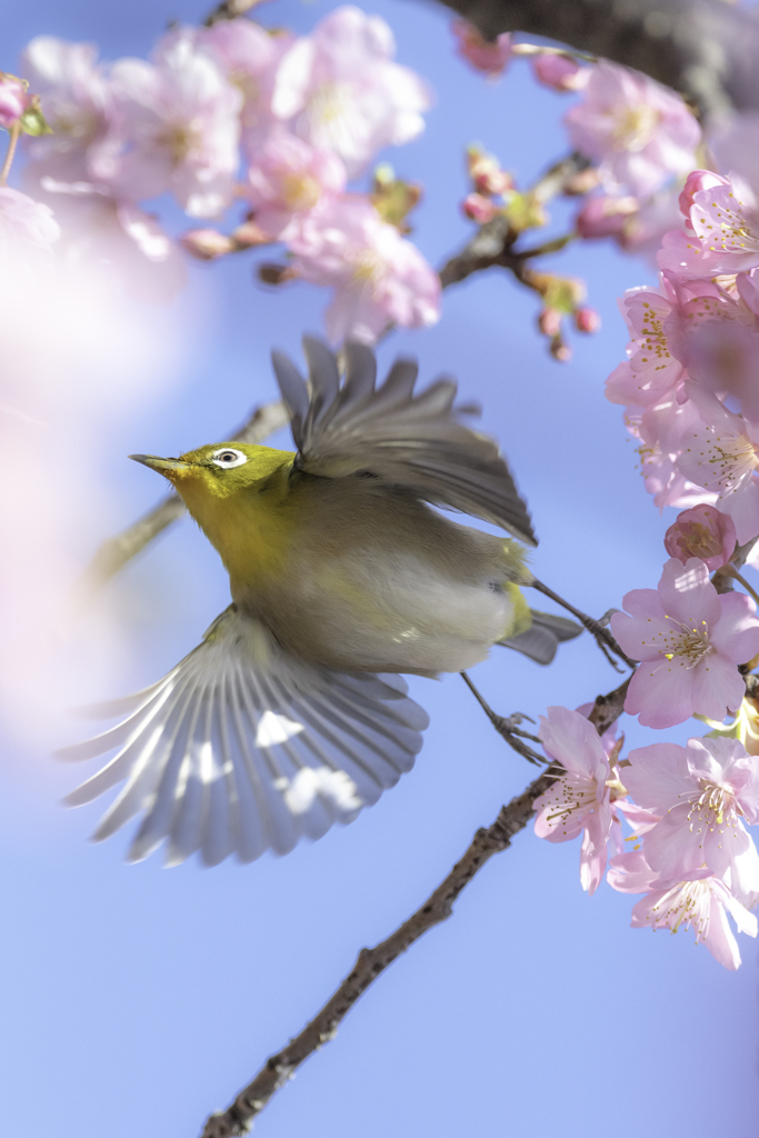 「春舞」