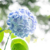 「雨の紫陽花」