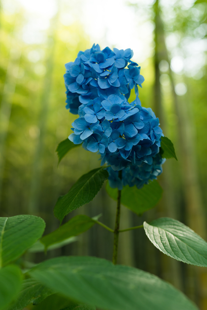 「竹林の藍２」