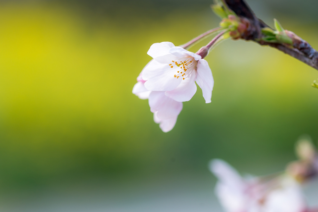 「SAKURA　COLORⅡ.」