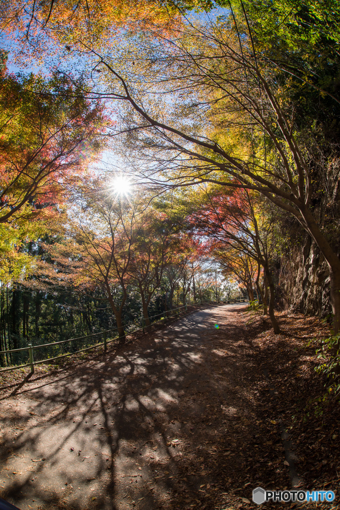 「紅葉　径　斜陽」