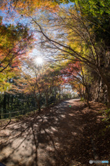 「紅葉　径　斜陽」