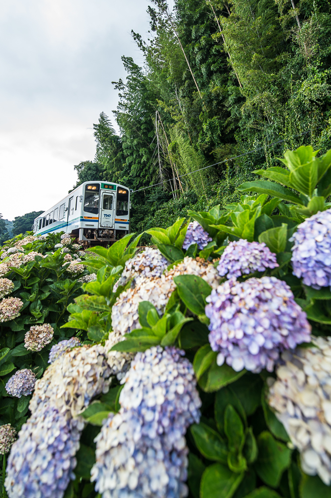 「紫陽花は枯れたが旅に彩を」