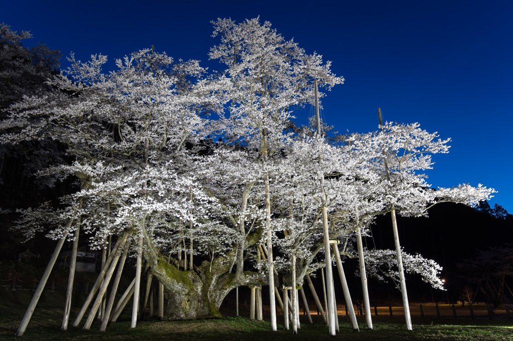 「薄墨桜」