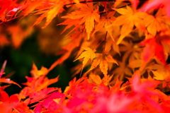 「晩秋の彩」