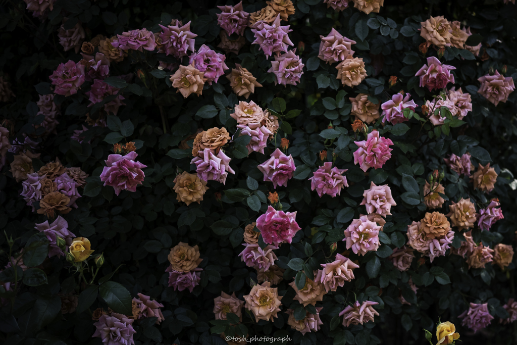 「薔薇の難しさ・・・」