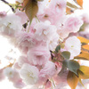 「桜ブーケ」