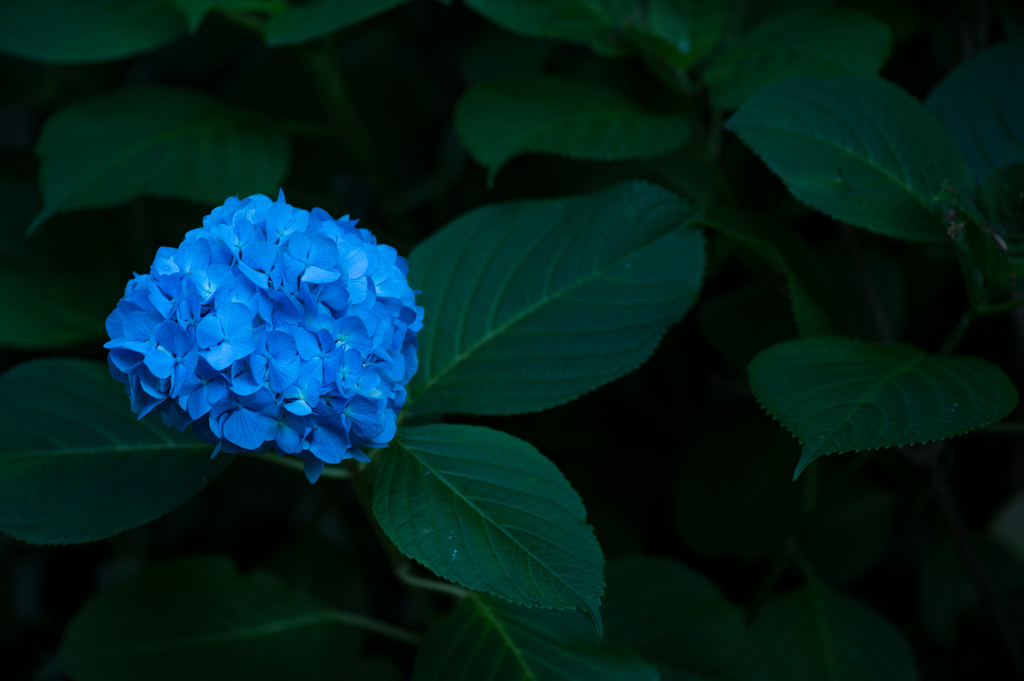 「深」
