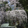 「迎桜」