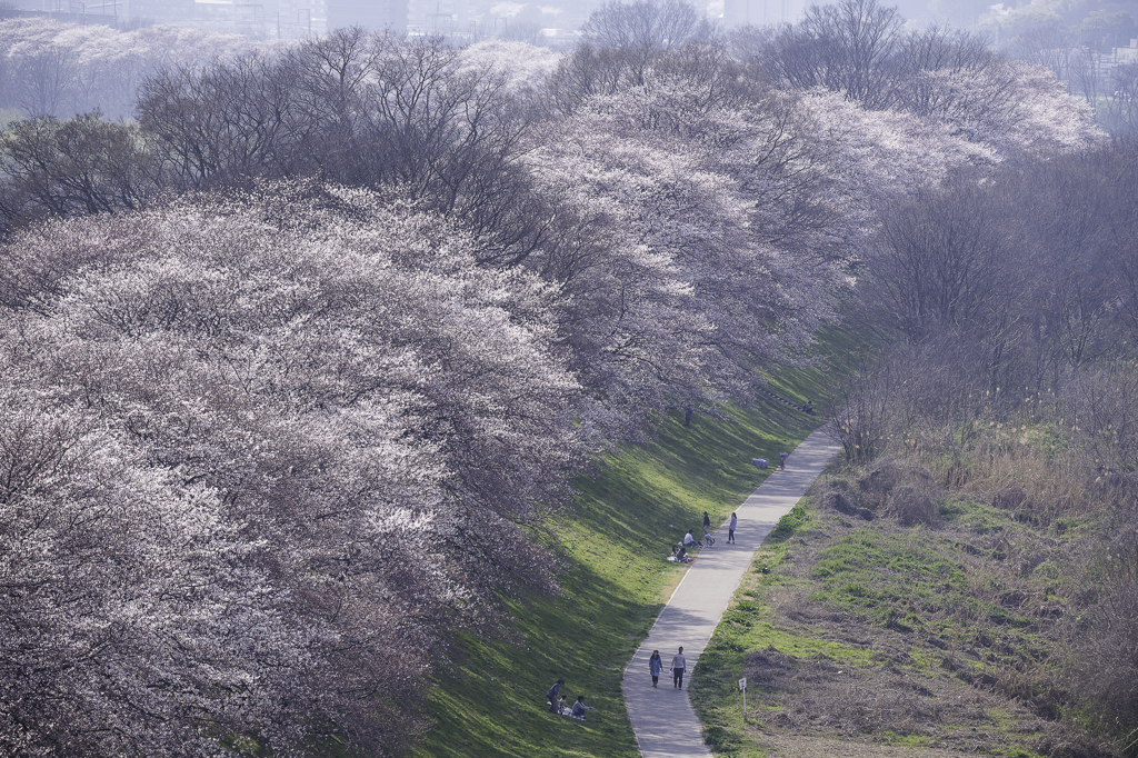 「桜霞」