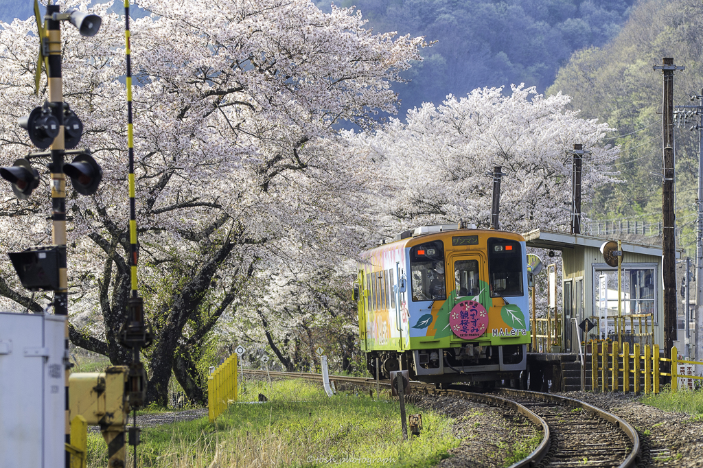 「桜の季節を駆け抜けて＃５」