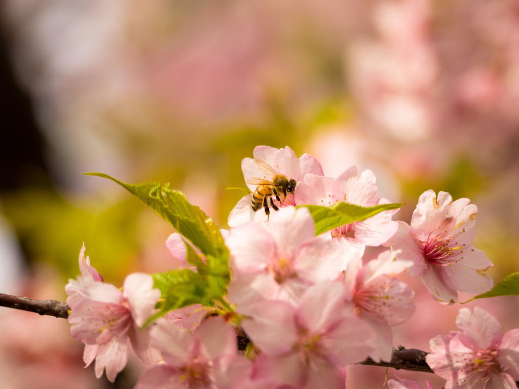 「春の薫り」