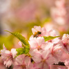 「春の薫り」