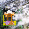 「SAKURA　トンネル」