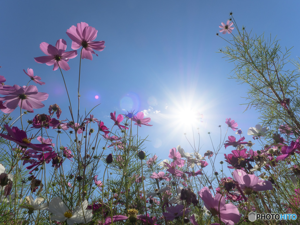 「秋桜　フレアコントロール」