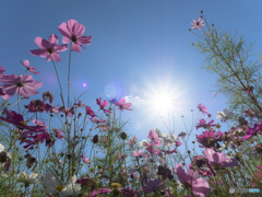 「秋桜　フレアコントロール」