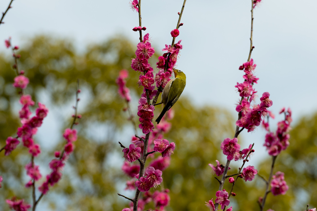 「Spring white eye#3」
