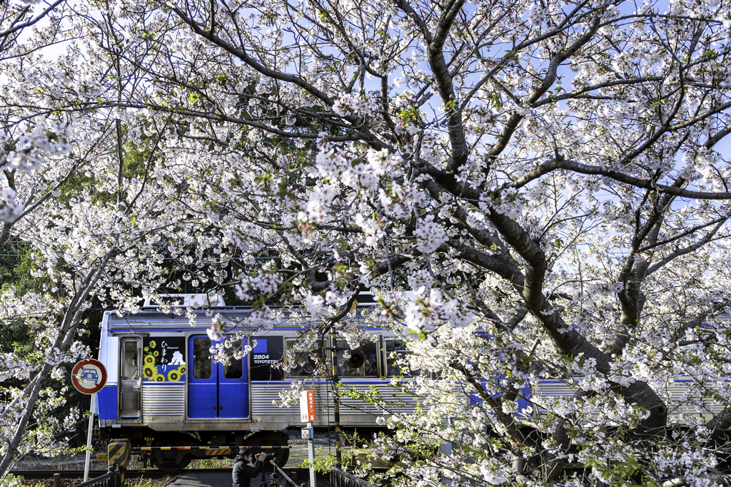 「桜×ひまわり」