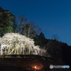 「宵口の桜」