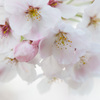「SAKURA　COLOR」