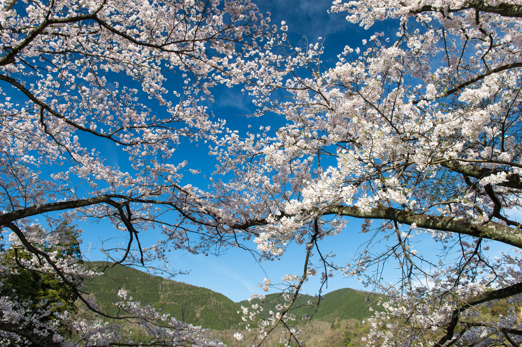 「桜空色」